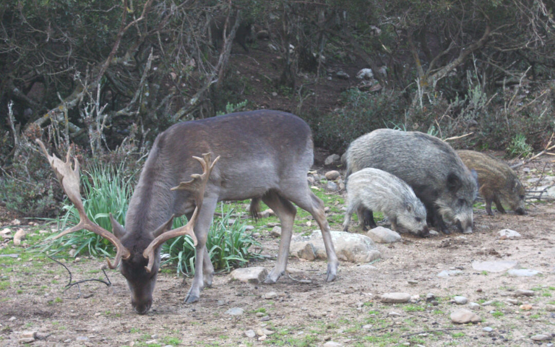 Conservazione e salvaguardia del Cervo sardo, Daino e Cinghiale nel SIC Foresta di Monte ArcosuGestione