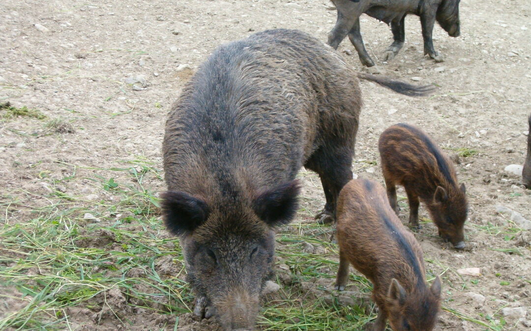 Gestione del cinghiale nel Parco di Sasso Simone e Simoncello