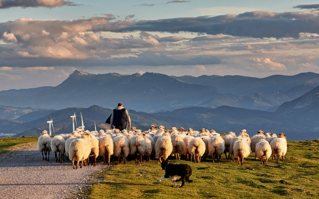 Aperte le iscrizioni alla 3° edizione di ShepherdSchool, la Scuola per pastori e allevatori del progetto LIFE ShepForBio